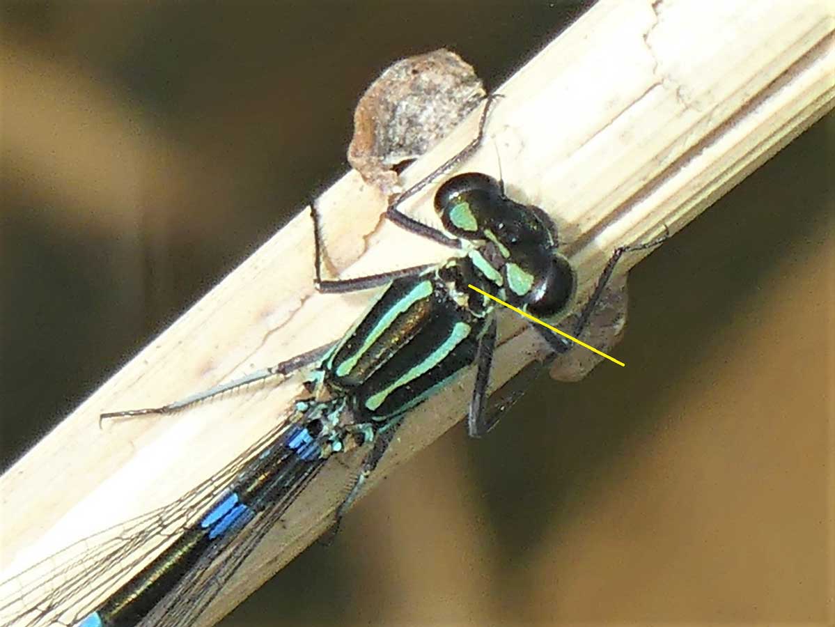 Coenagrion_pulchellum